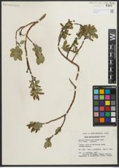 Foto von Salix myrtillifolia Anderson